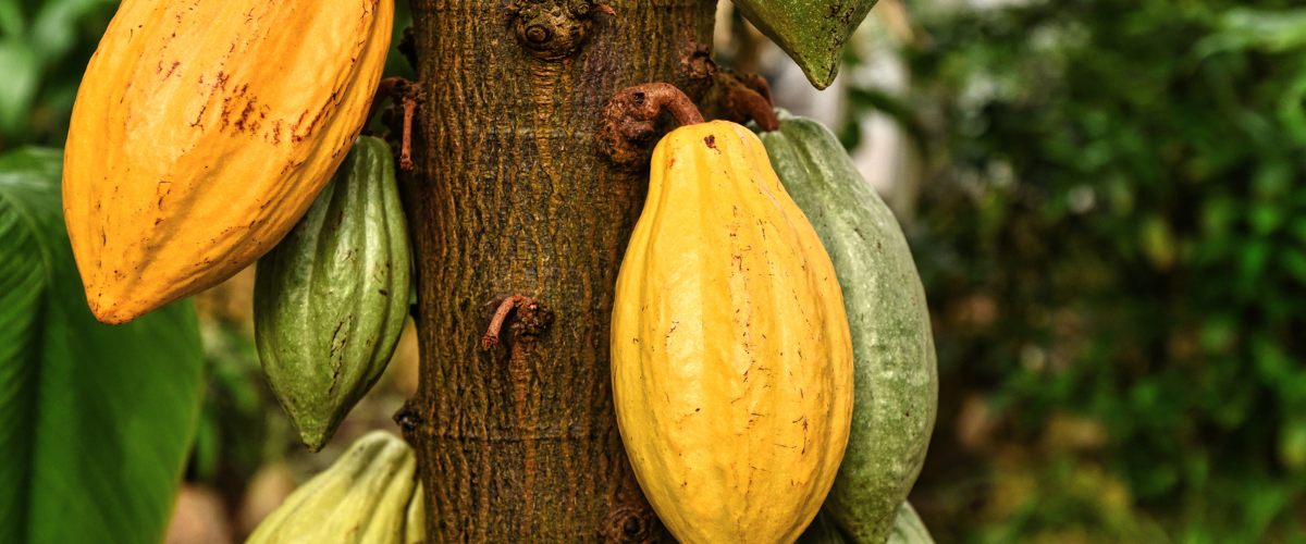 Cocoa Seeds tree