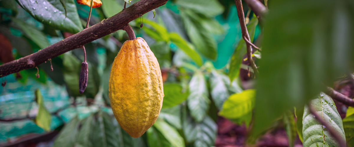 Cocoa tree seeds