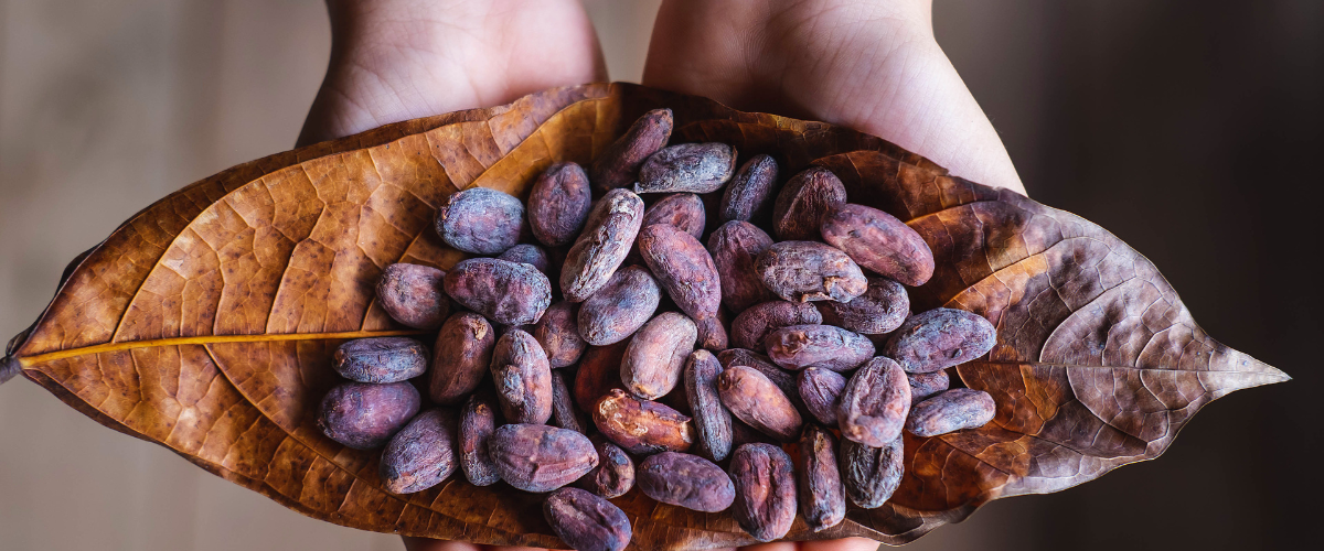 Cocoa Seeds