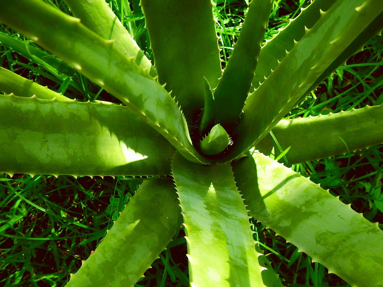 sunlight for aloe vera