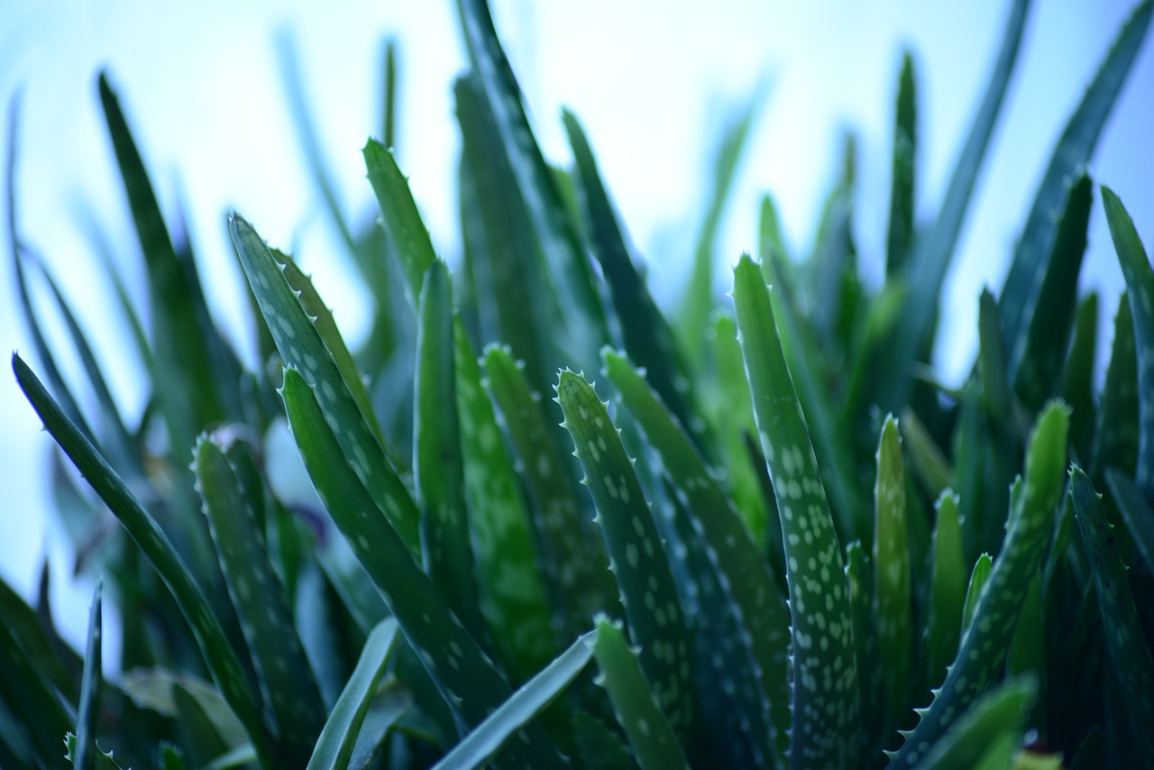 water aloe vera