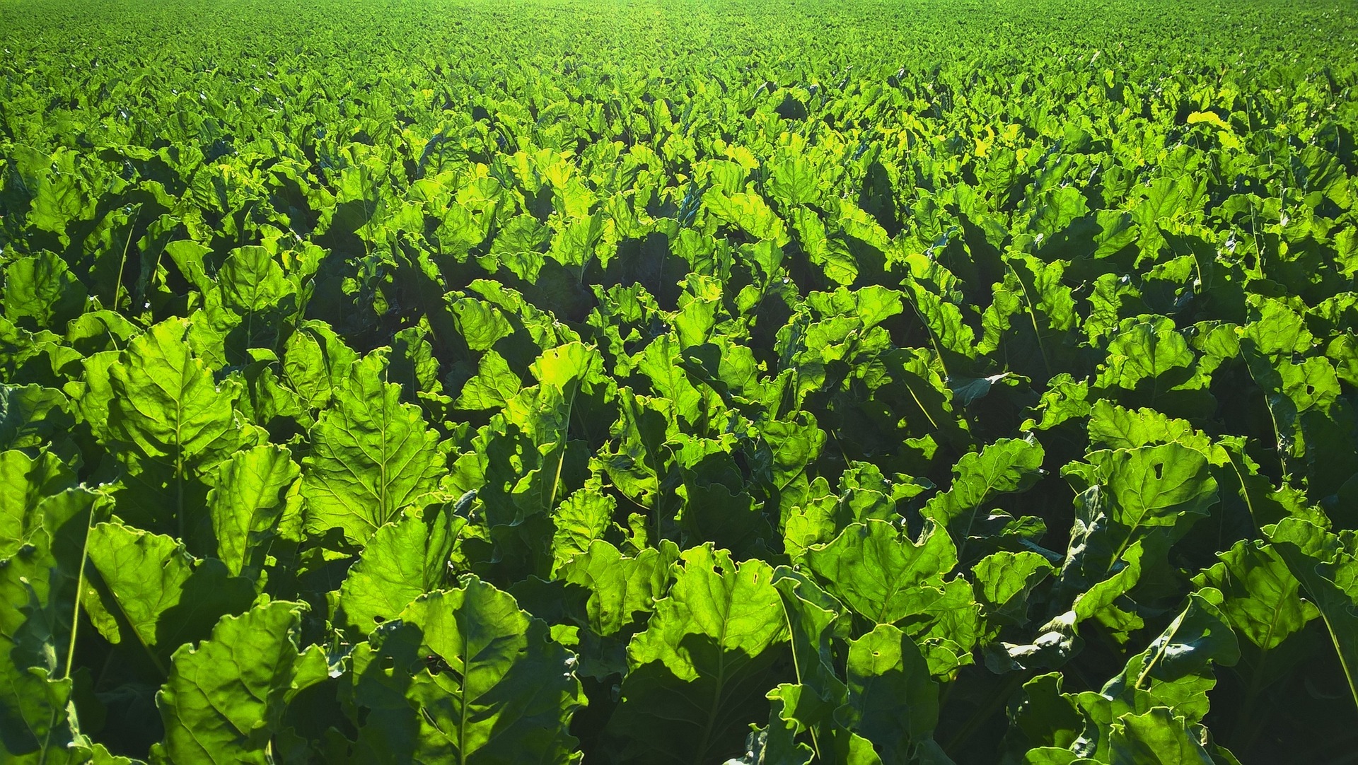 Growing Beets