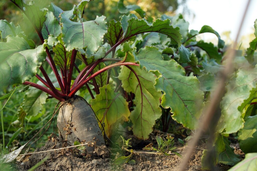 How to grow beets from seed