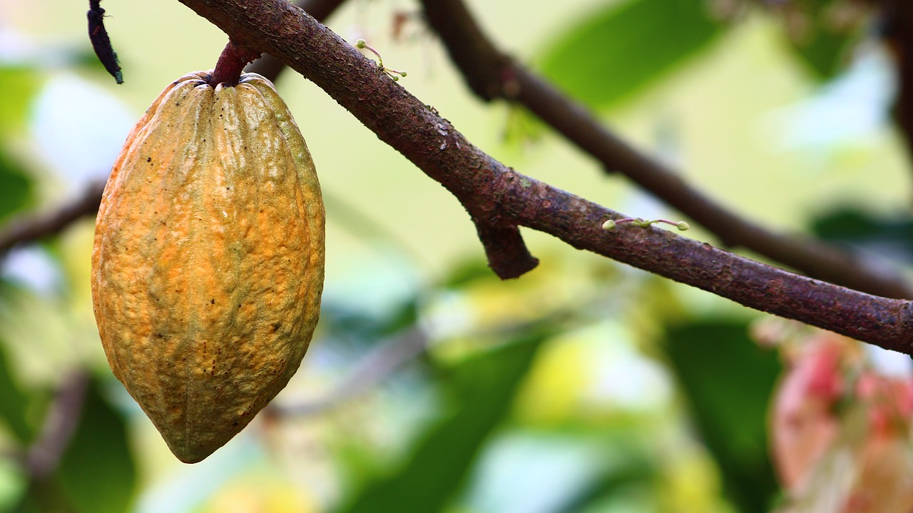 Chocolate fruit