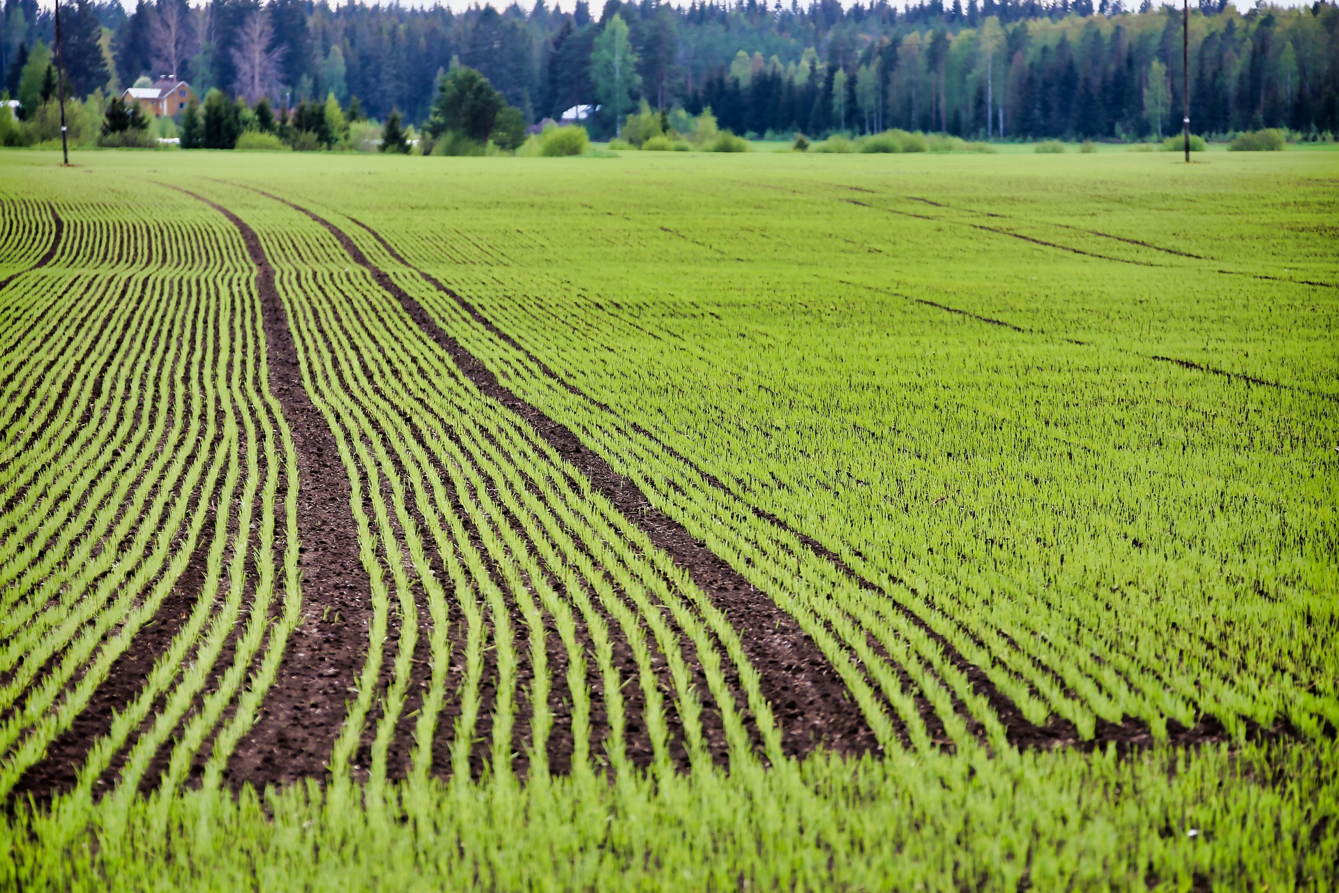 land for planting