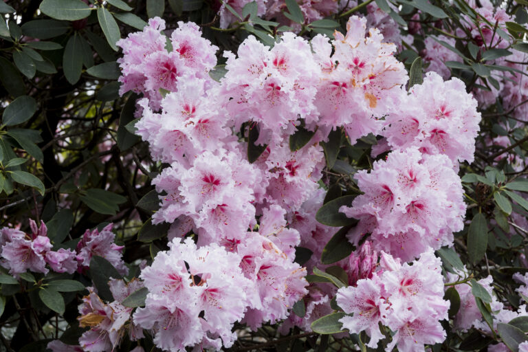 Rose of Sharon Bush