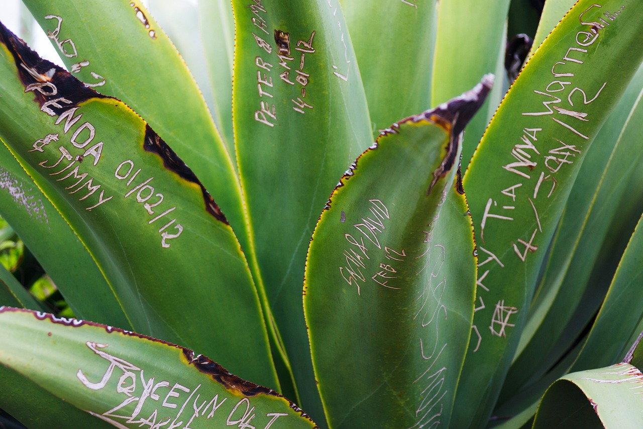 dead aloe vera