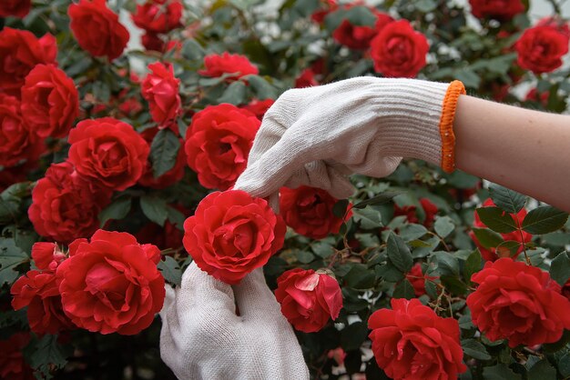 flowering time for roses