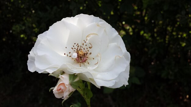 White Chiffon