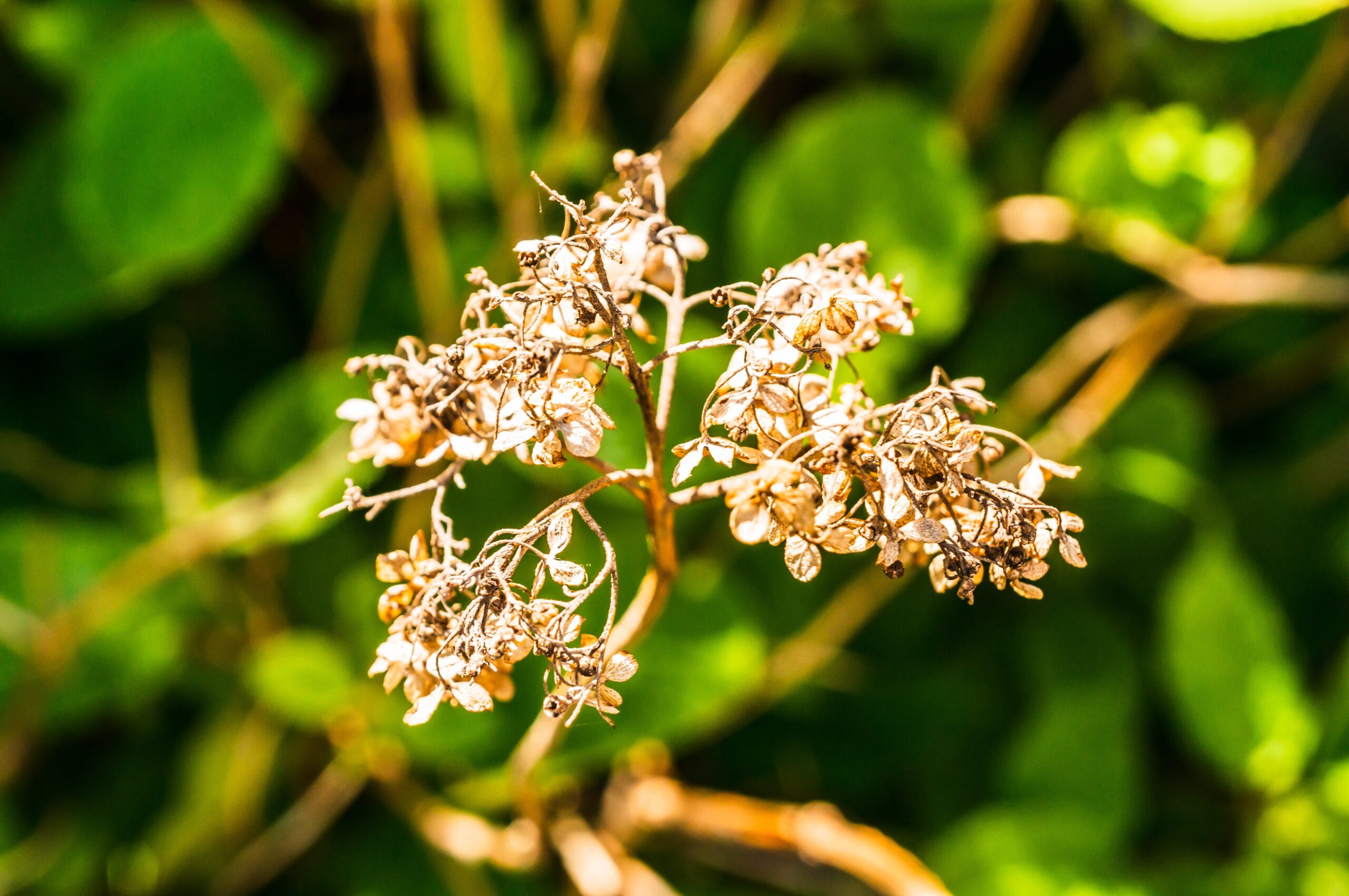 poisonous plant