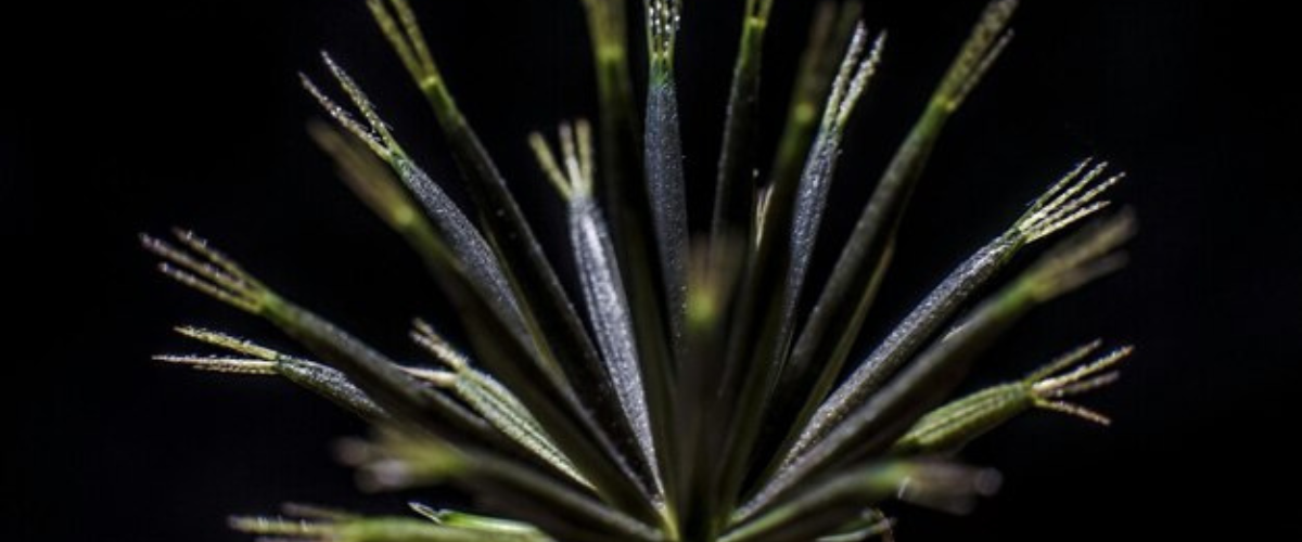 black coral snake plant