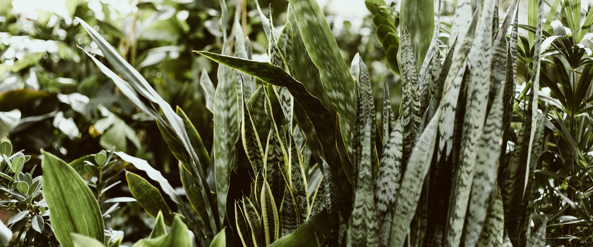 snake plant bloom