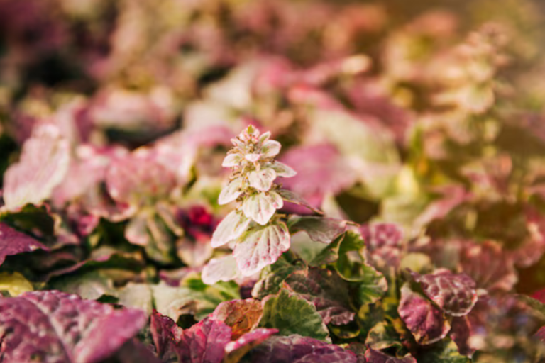 Heuchera americana