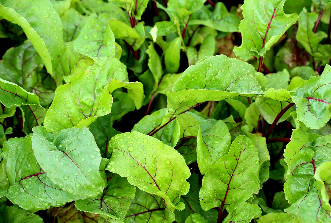 beetroot leaves