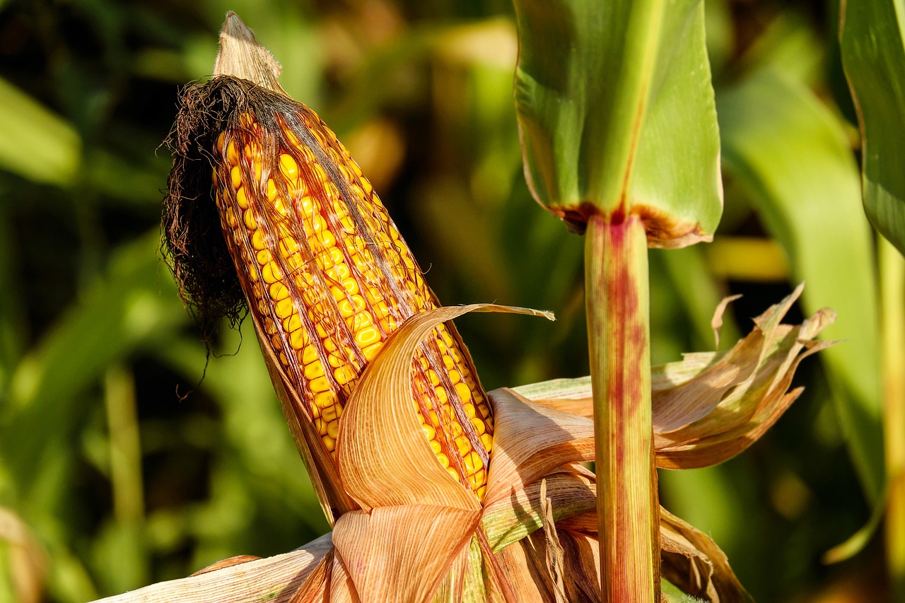 corn growth time