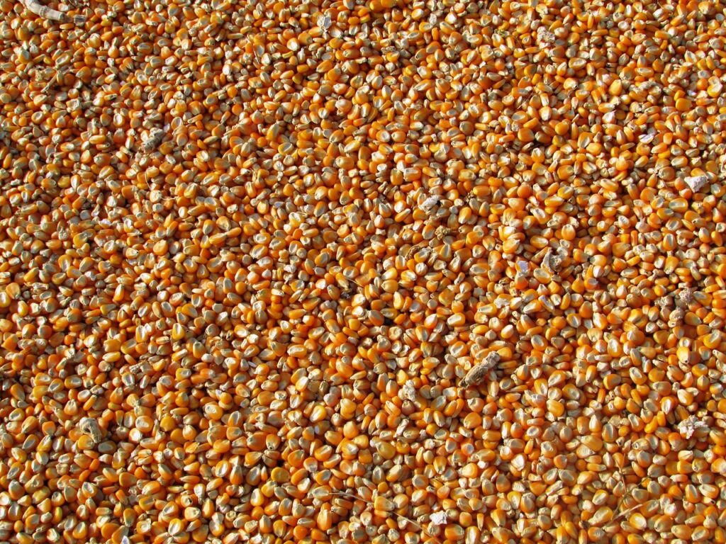 corn seed