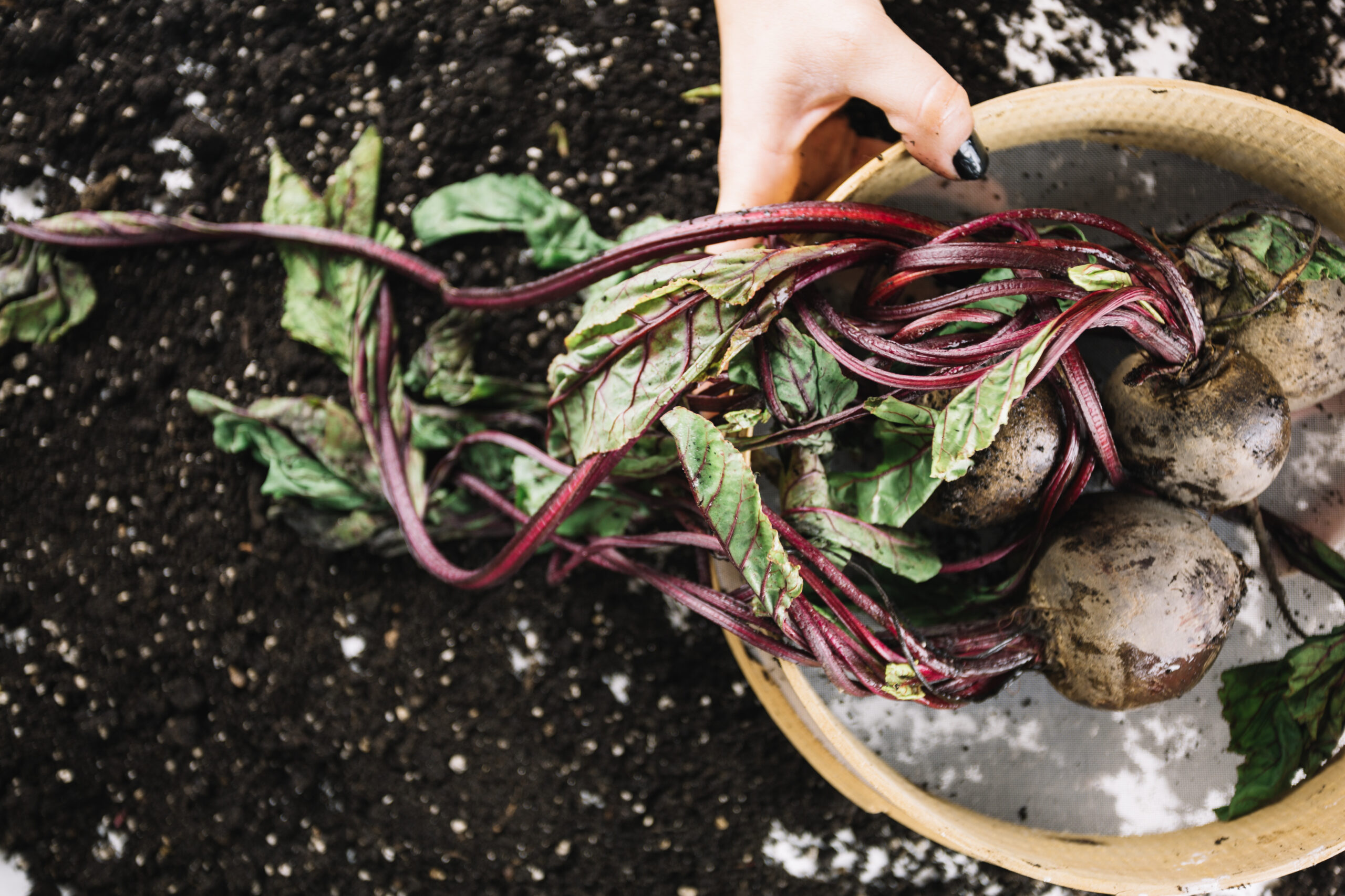 beetroot cultivation