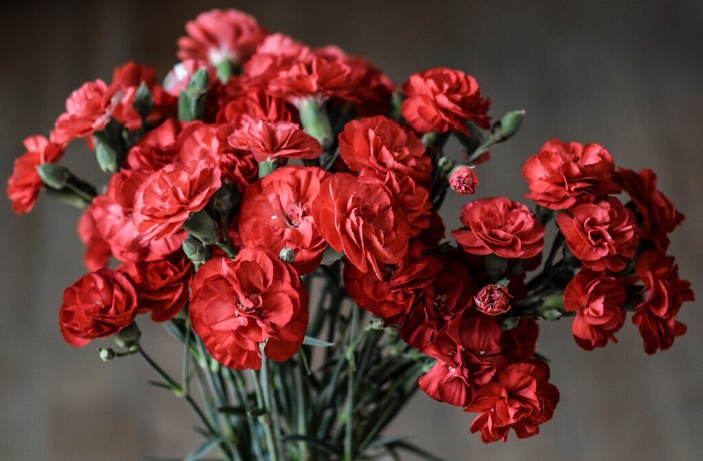 Carnations