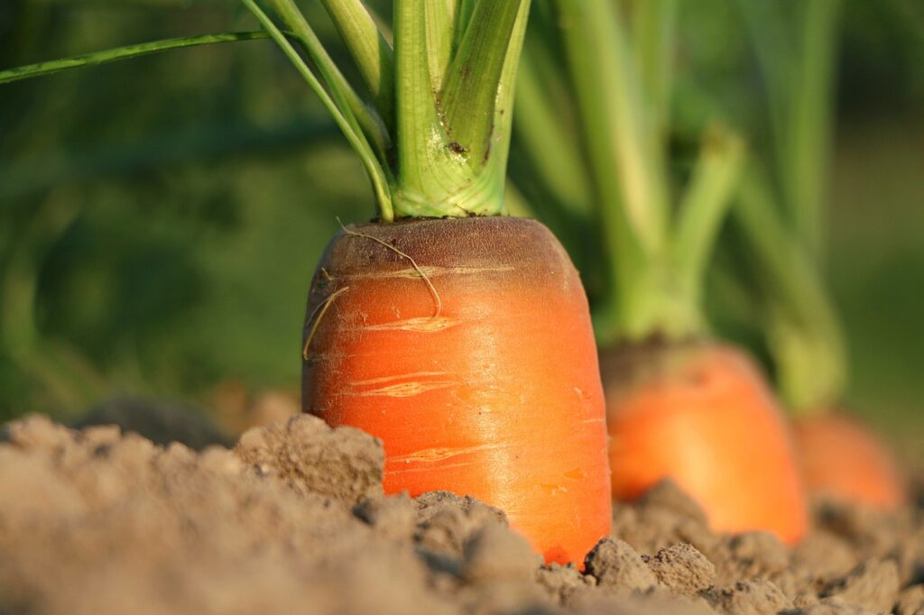 Benefits of Carrot Seeds Oil