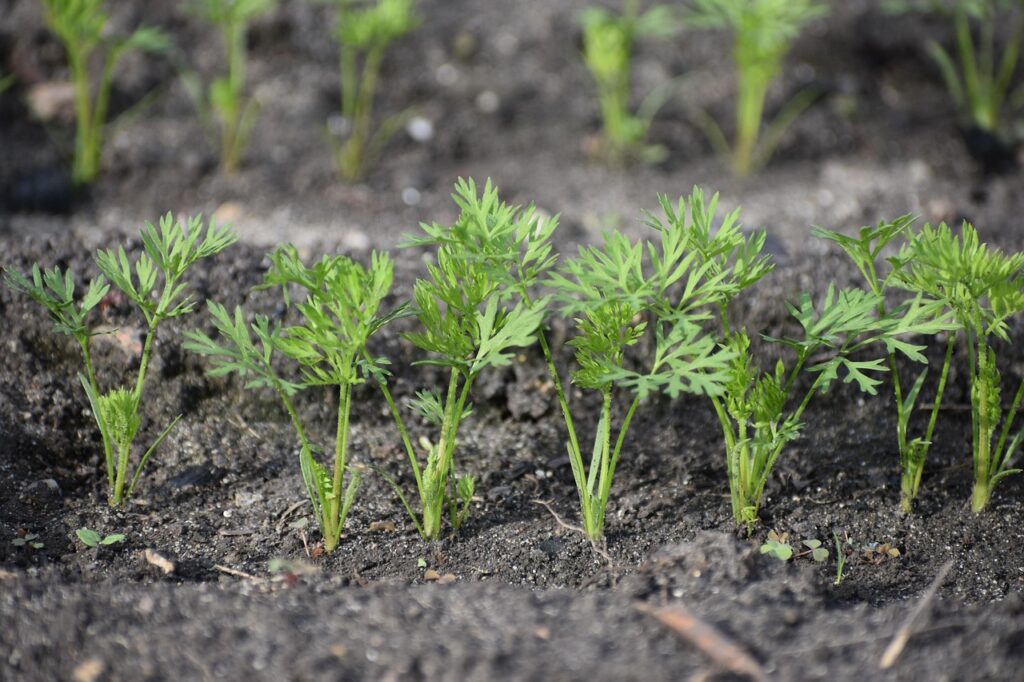 Where Do Carrot Seeds Come From?