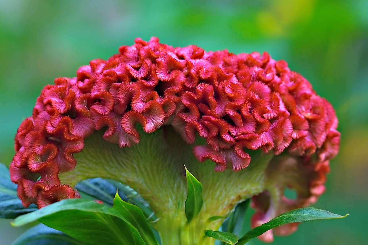 celosia from seed