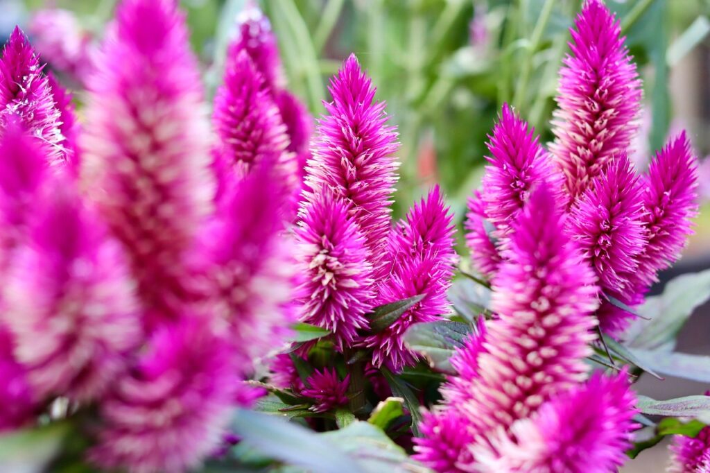 celosia plant