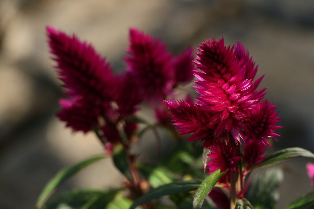 transplant celosia