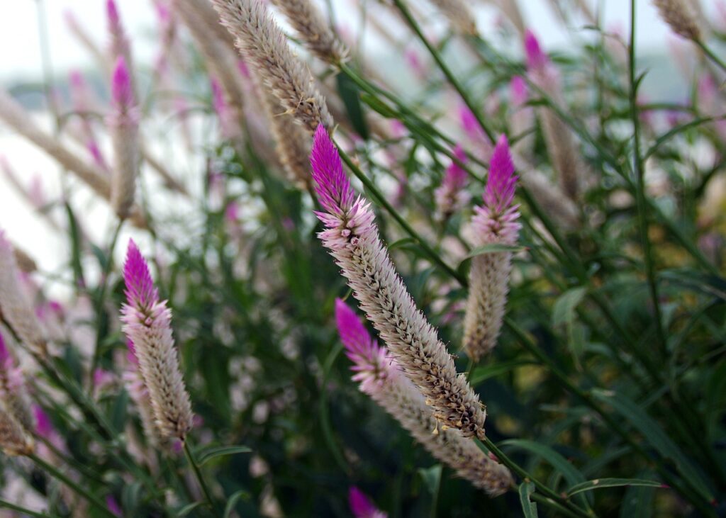 grow celosia