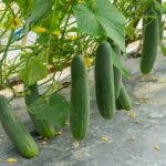 How to grow cucumber seeds at home