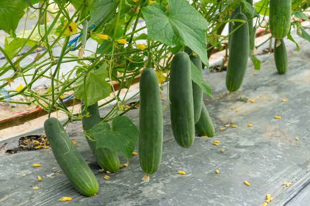 How to grow cucumber seeds at home