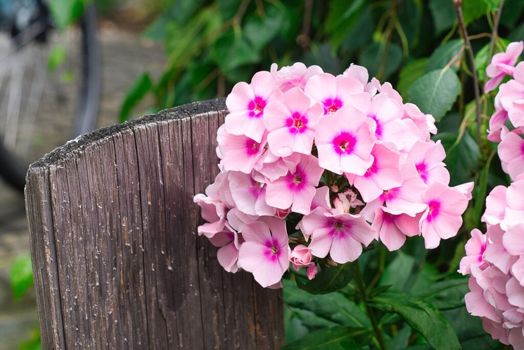 Phlox