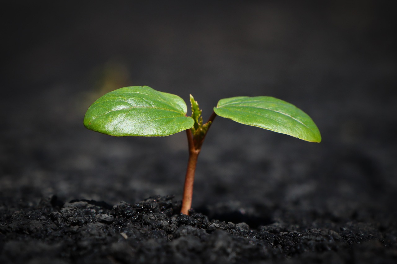 soil for celosia