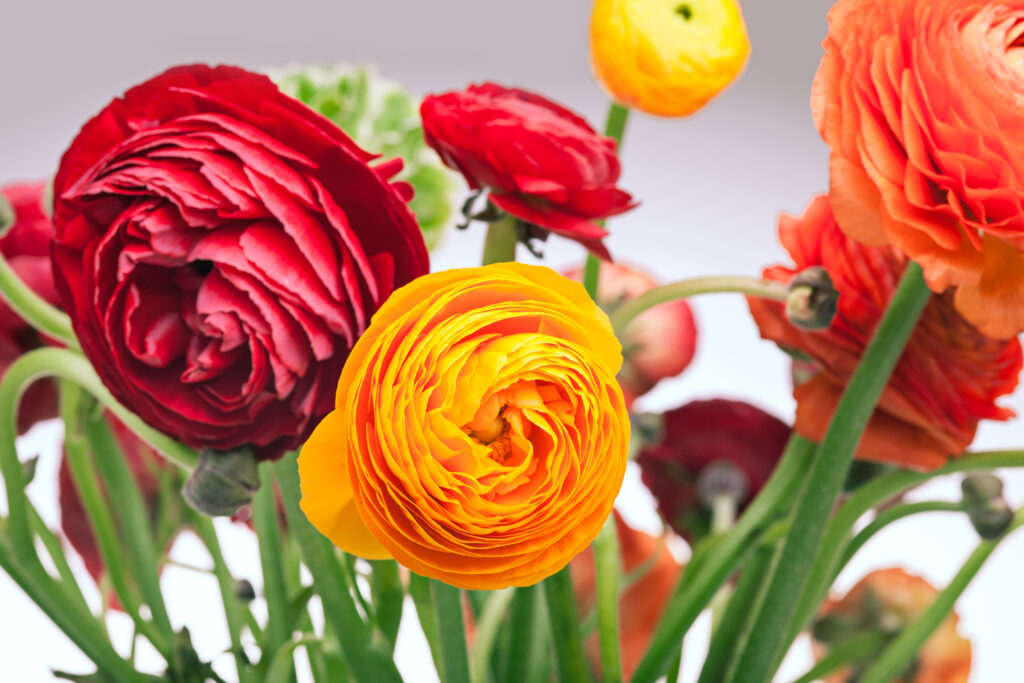 Ranunculus