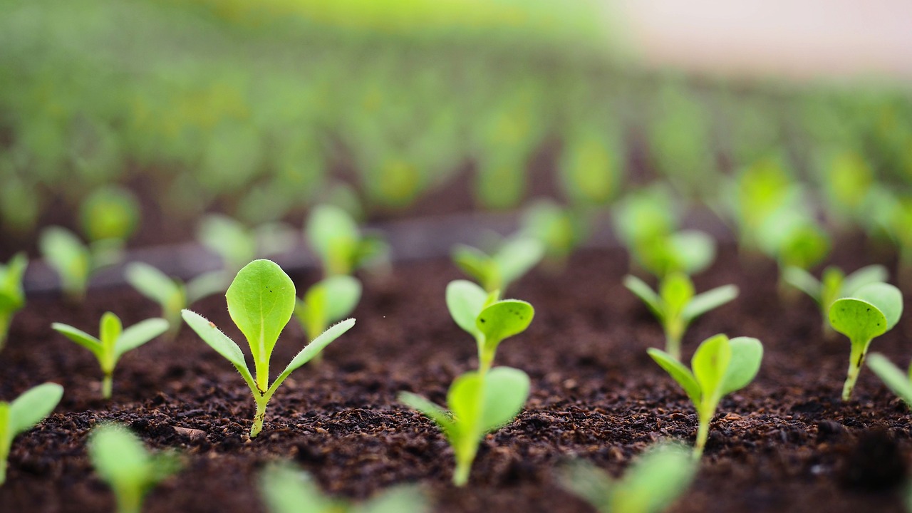 germinate celosia