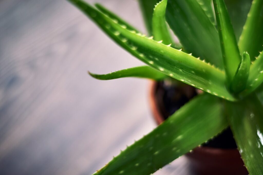 Aloe Vera