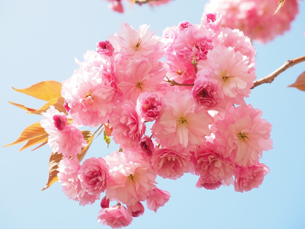 cherry blossom tree