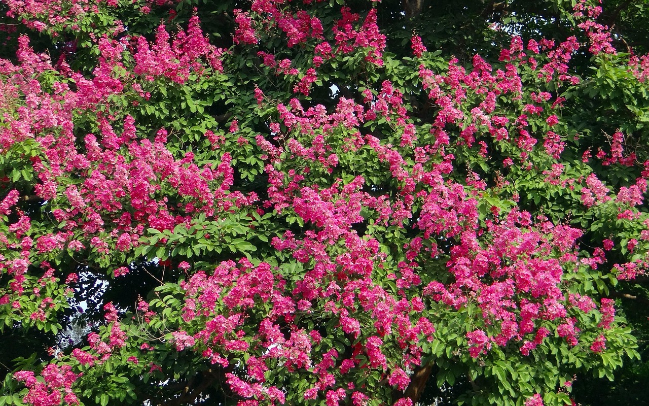 Pink Velour Crape Myrtle