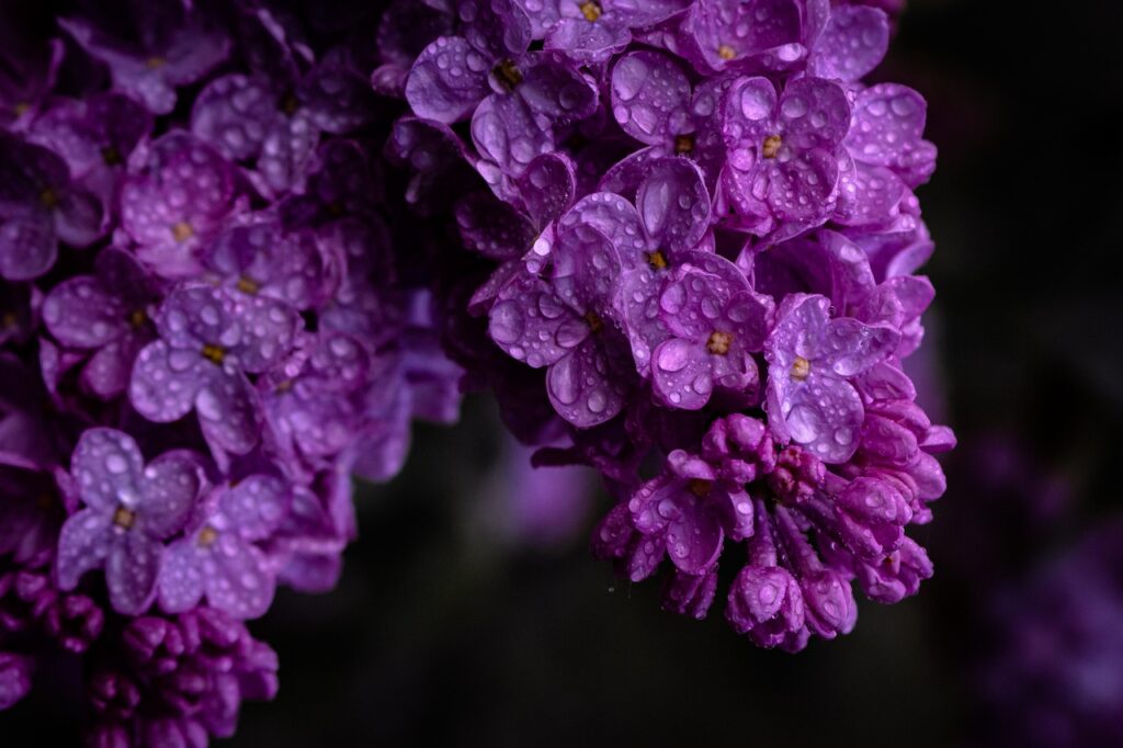 lilac tree