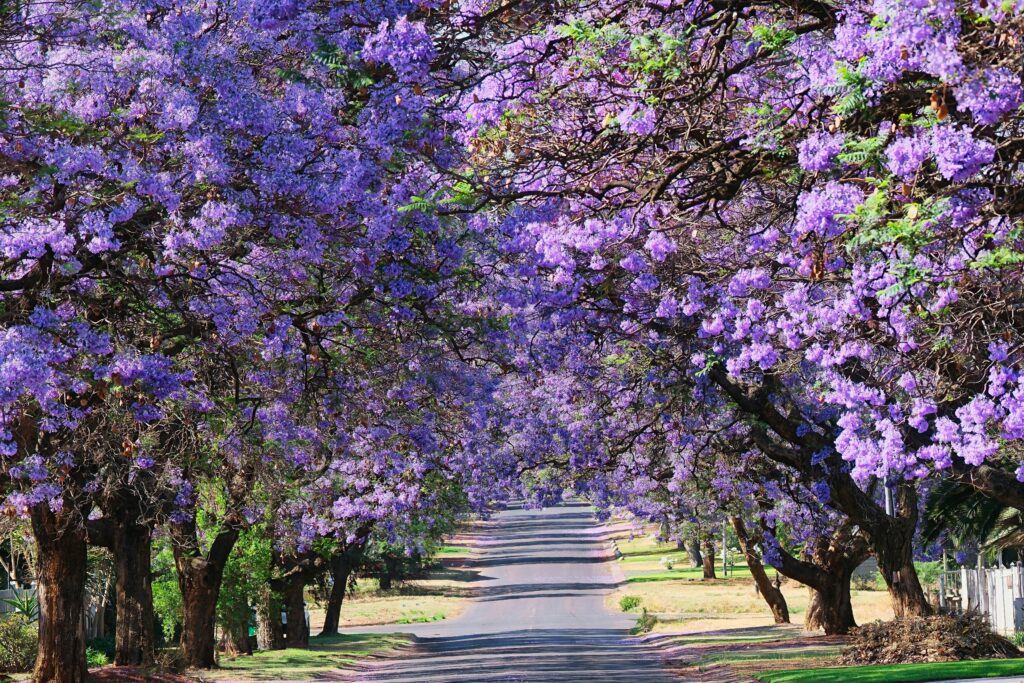 Purple-blooming tree