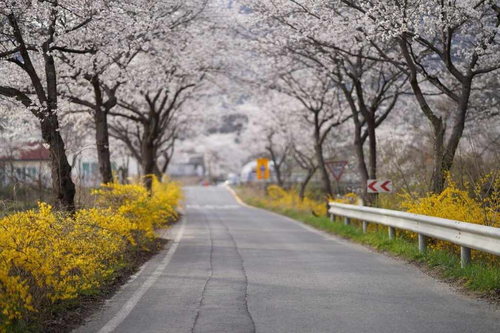 cherry blossom trees