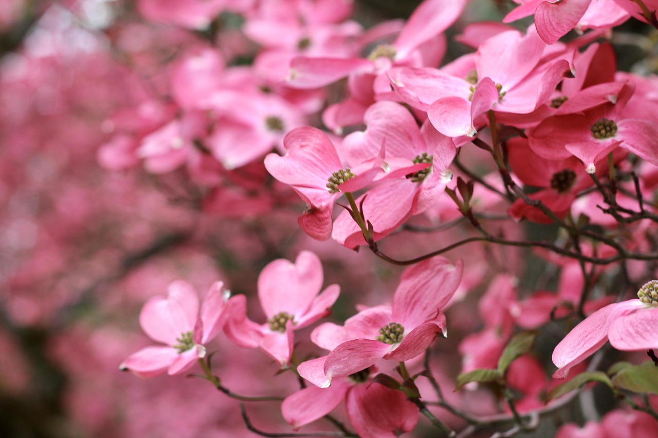 Pink Dogwood