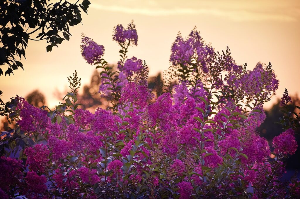 Muskogee Crape Myrtle Tree