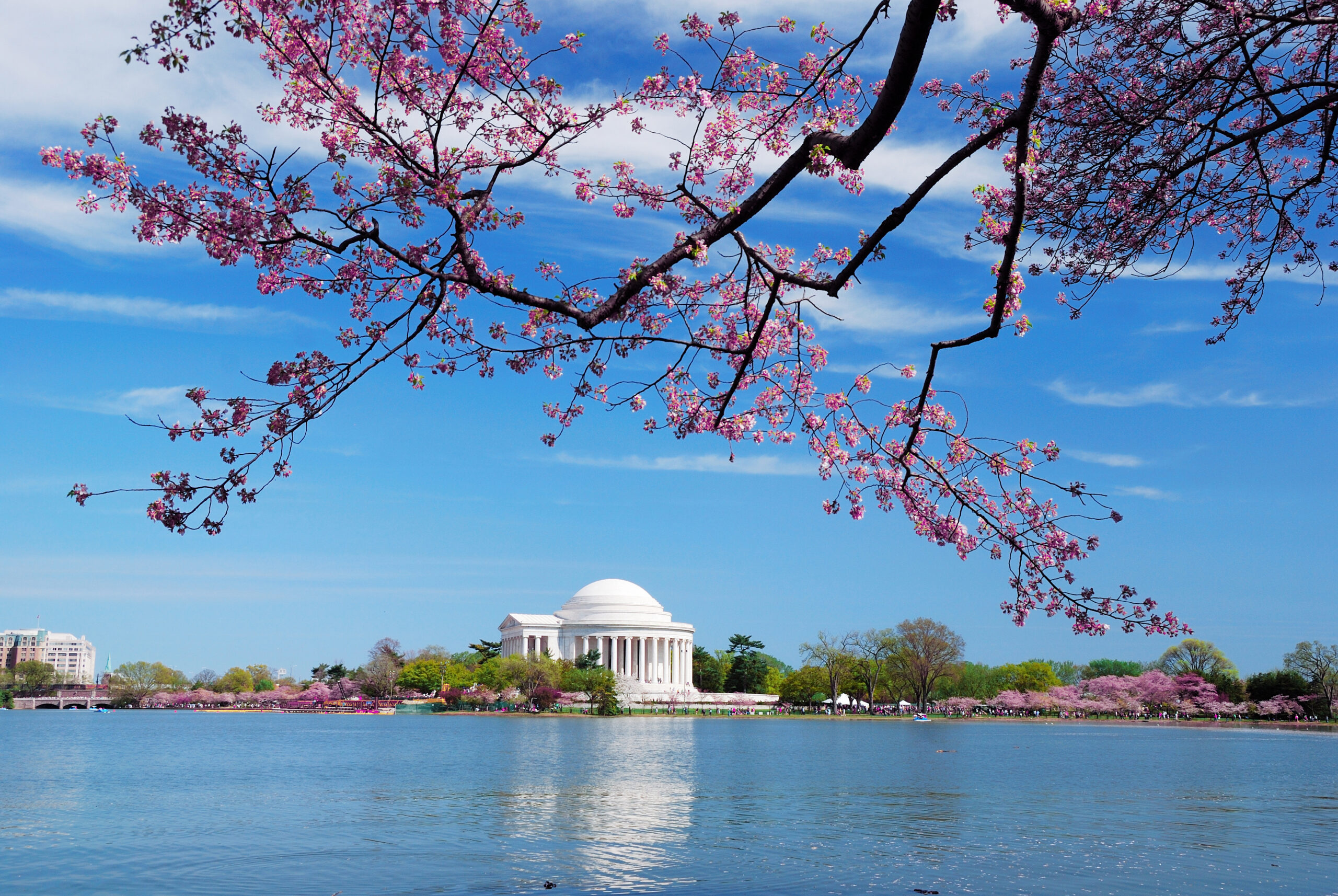 washington dc cherry blossom