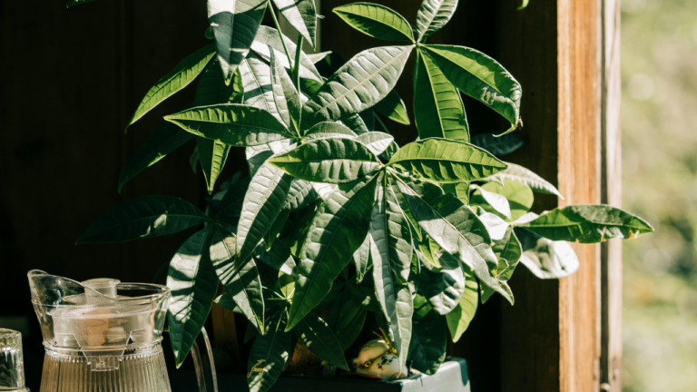 money tree