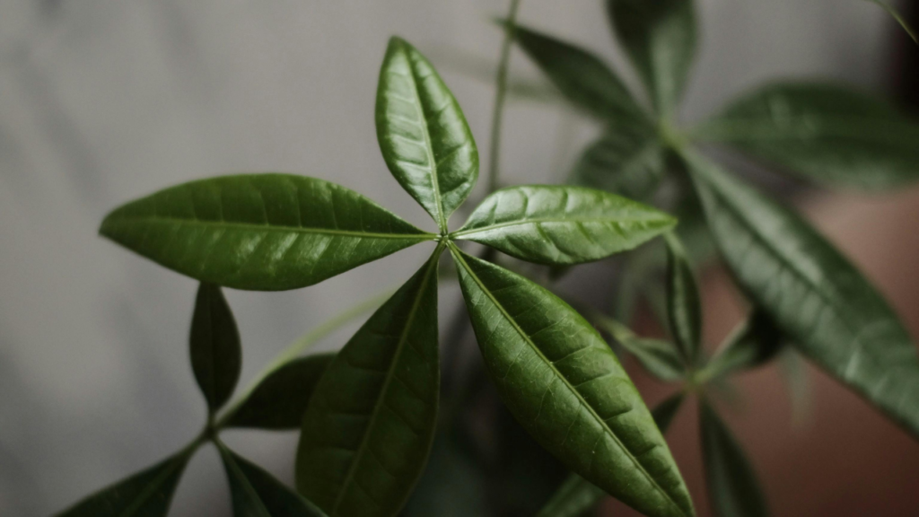 water money tree