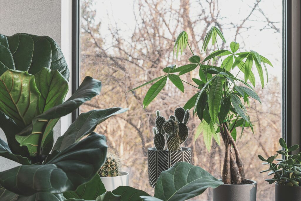 money trees
