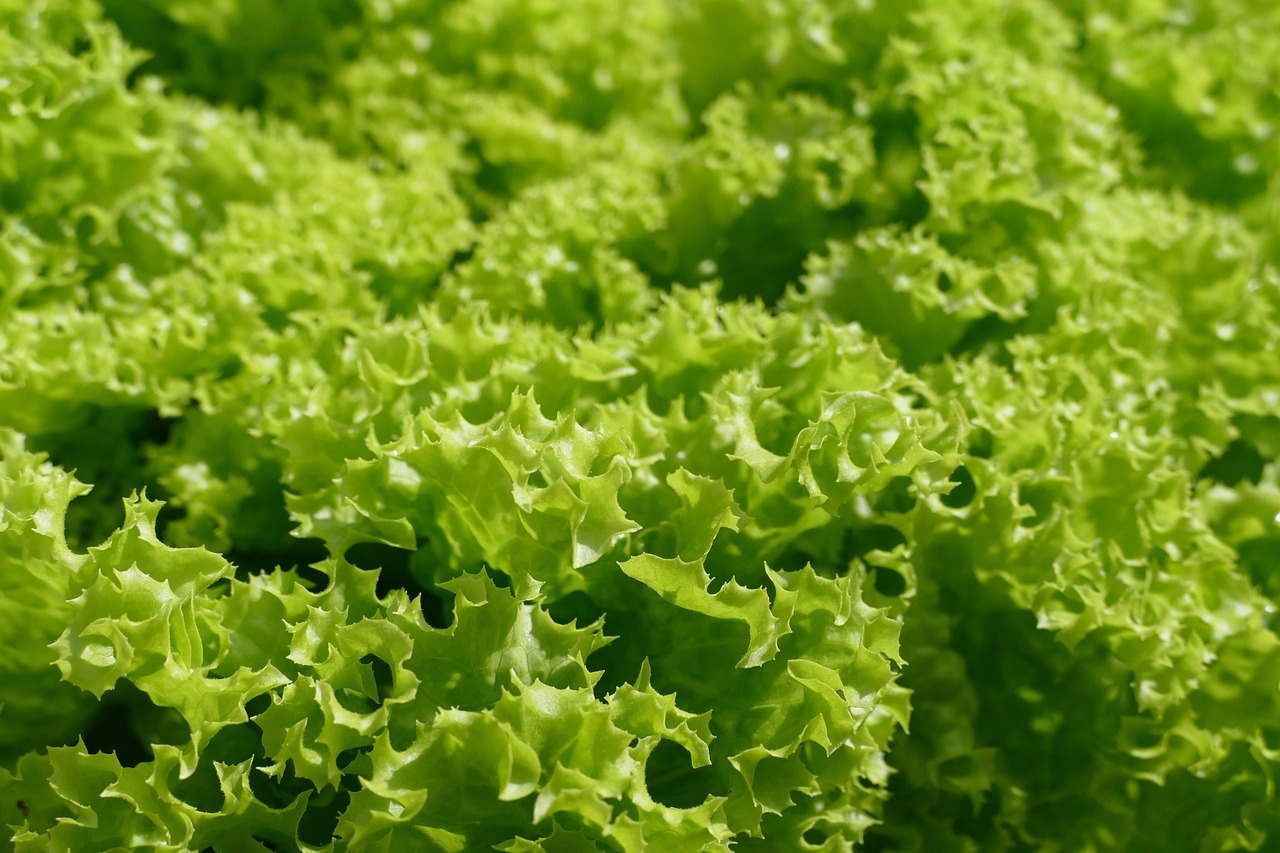 Leaf lettuce