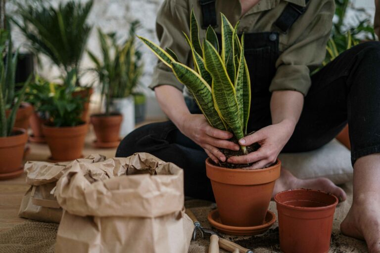 snake plants benefits