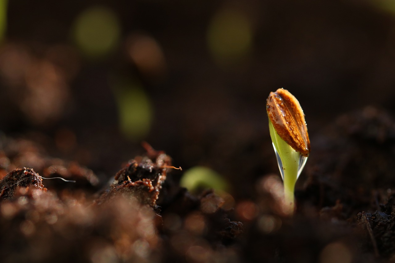 seed germination