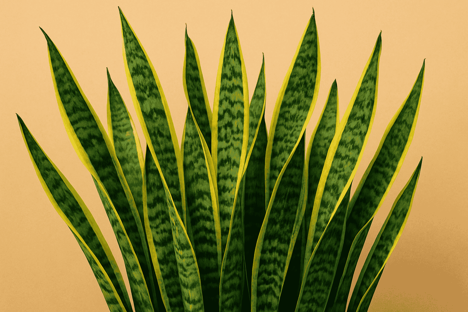 snake plants benefits